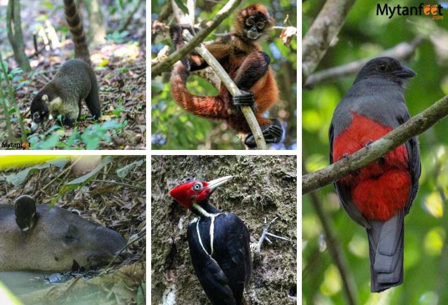 Coati, Pale-blled woodpecker, coati, tapir and female Slaty-tailed Trogon

Wildlife at Sirena Station vs San Pedrillo