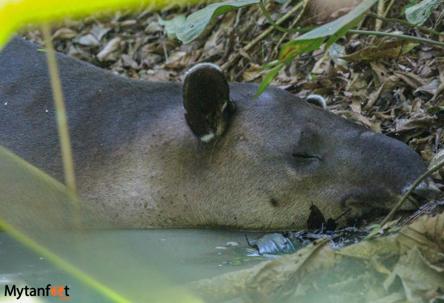 A sleeping tapir in Corcovado National Park (San Pedrillo vs Sirena station)