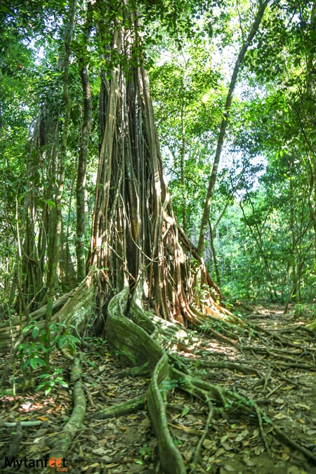San Pedrillo vs Sirena station - big ficus tree
