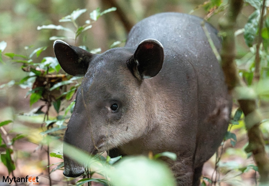 a Baird's tapir in Corcovado National Park 