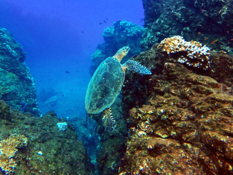 Hawksbill turtle