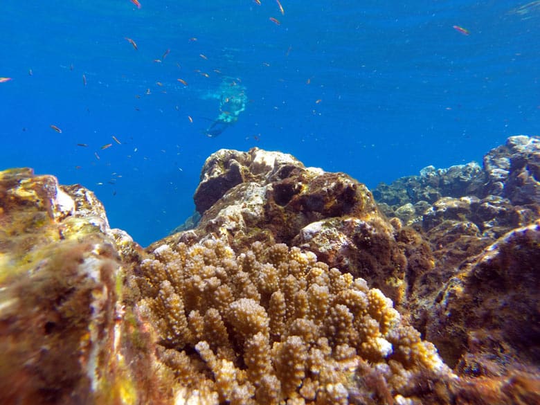 Snorkeling 