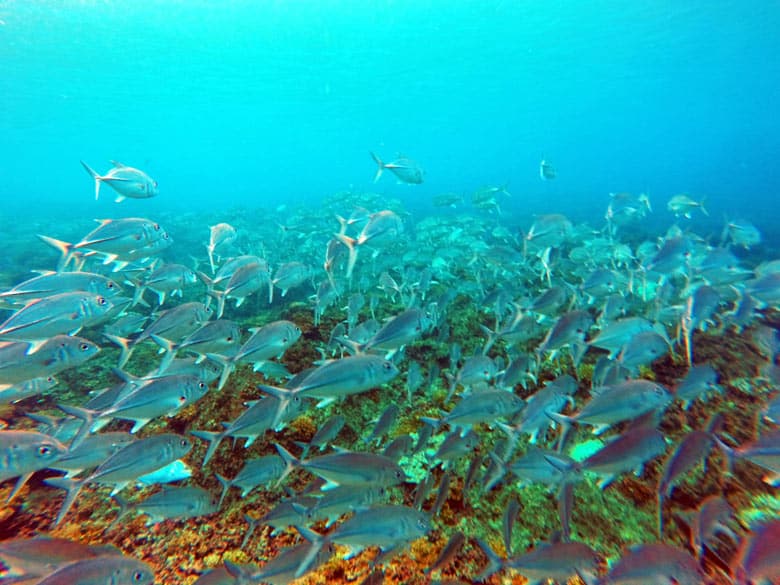 snorkeling at cano island - school of bigeye jacks