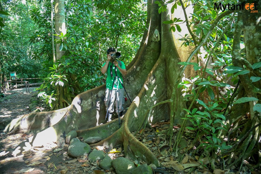 Carara National Park ficus tree