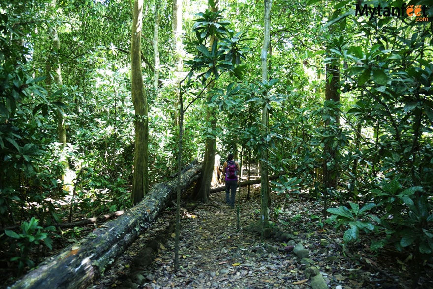 Carara National Park trail