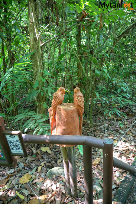 Carara National park - universal trail