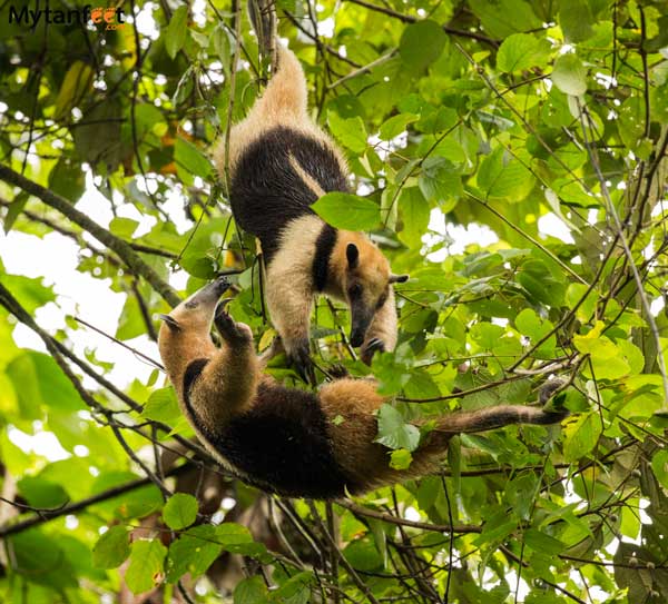 costa rica wildlife anteaters