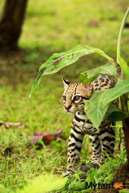 Costa rica wildlife - ocelot