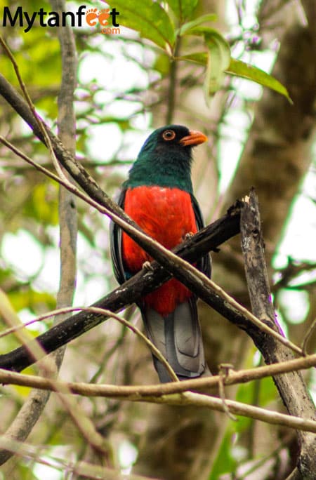 Costa rica wildlife - trogon