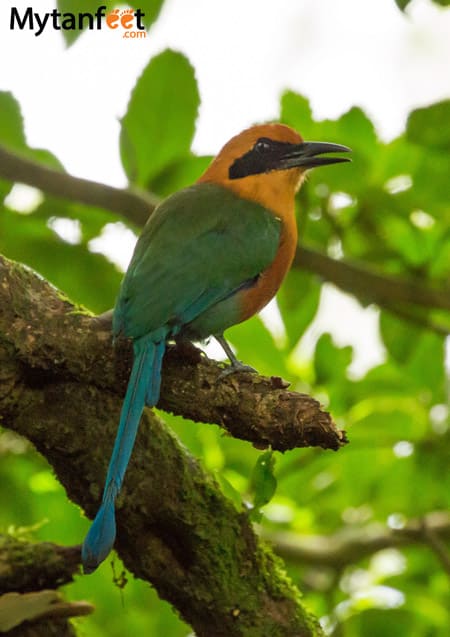 Motmot in costa rica