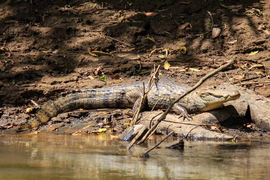 costa rica wildlife caiman