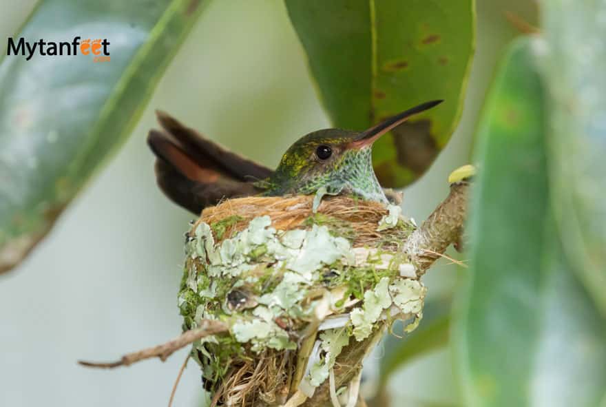 costa rica hummingbird