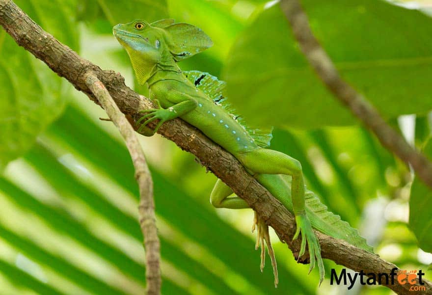 costa rica wildlife iguana