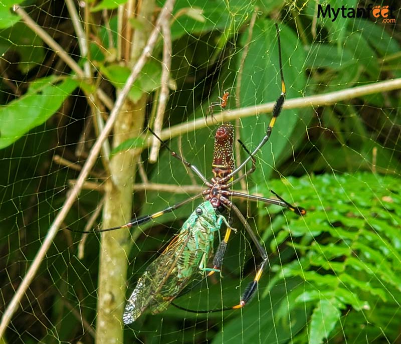 Learn about the Arachnids and Insects in Costa Rica