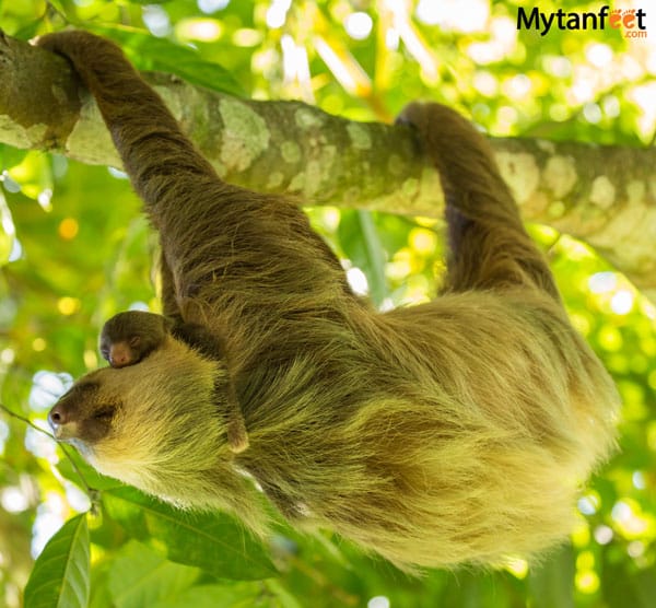 costa rica wildlife sloth