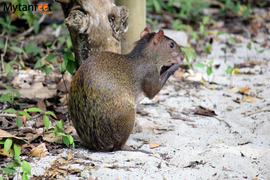 costa rica wildlife agouti