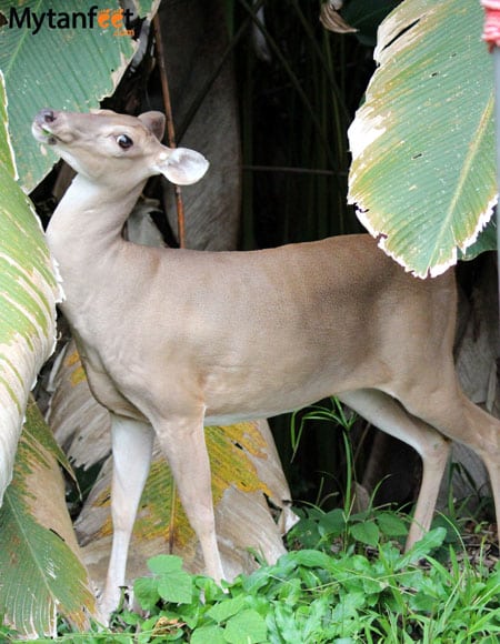 costa rica wildlife deer