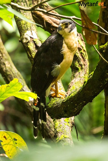 costa rica wildlife falcon