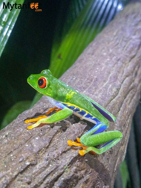 costa rica wildlife - frog