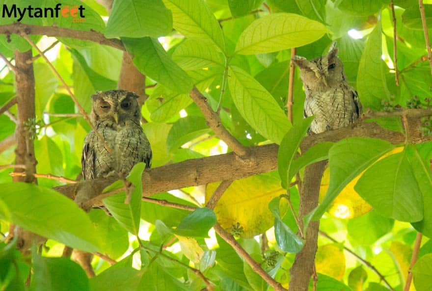 costa rica wildlife owls