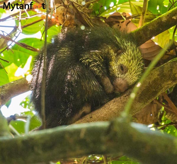 costa rica wildlife porcupine