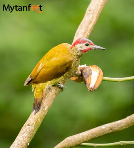 costa rica wildlife woodpecker