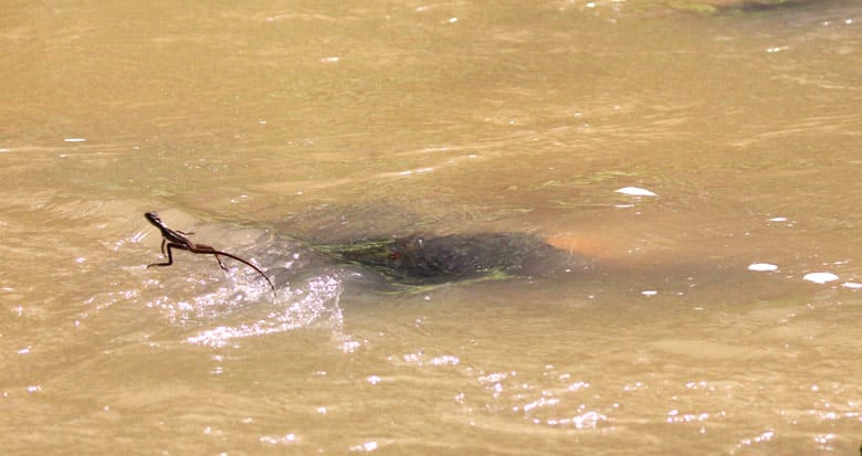 reptiles in costa rica - common basilisk or jesus christ lizard running on water