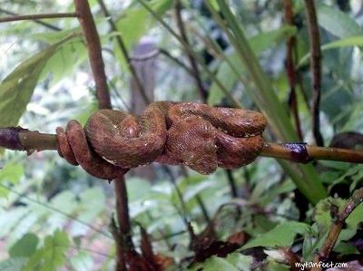 eyelash pit viper