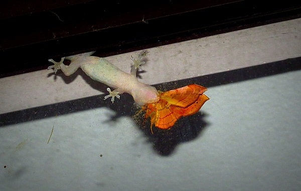 gecko