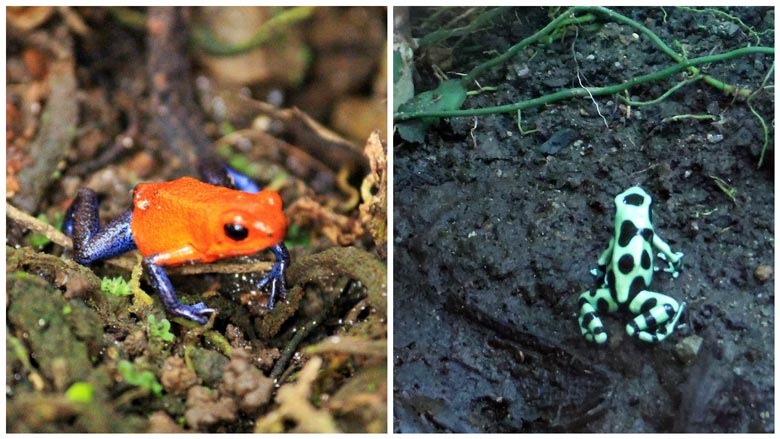  green black frog