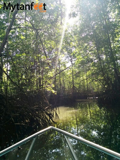 things to do in uvita and dominical - Sierpe Mangrove