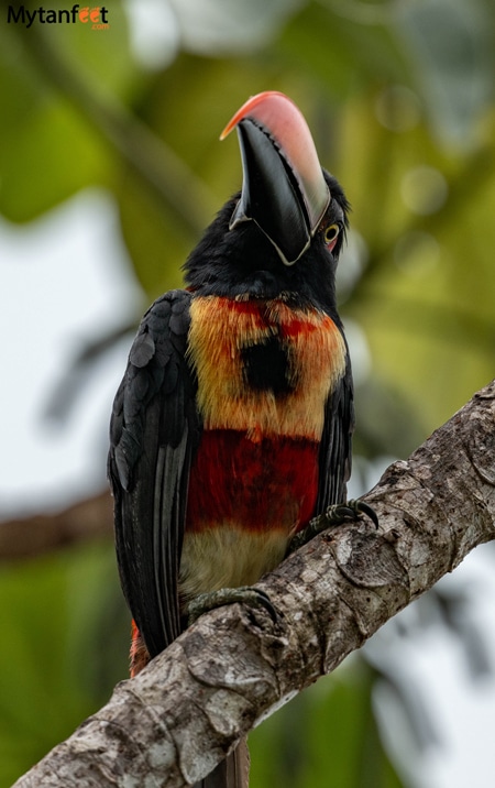 Fiery billed aracari toucan in Costa Rica