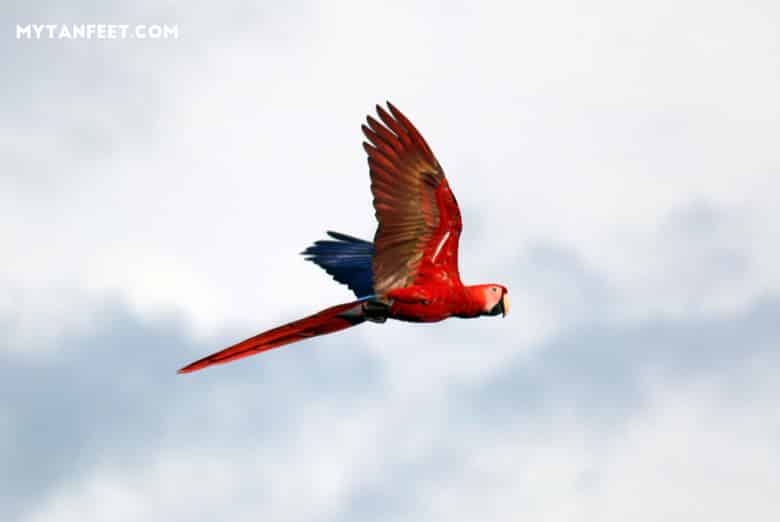 things to do in Playa Jaco - bird watching