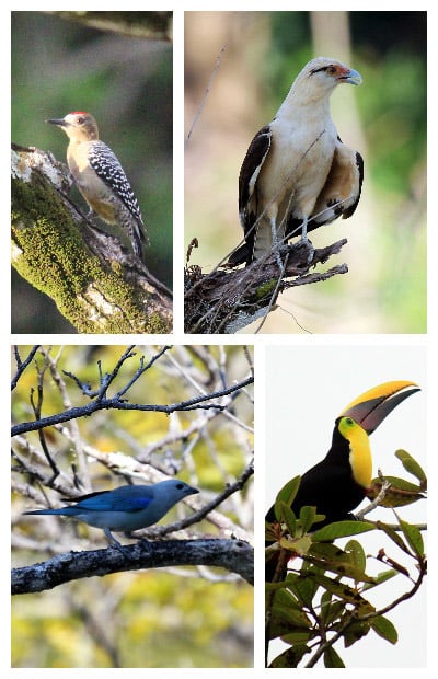 things to do in Playa Jaco - bird watching things to do in Playa Jaco - bird watching