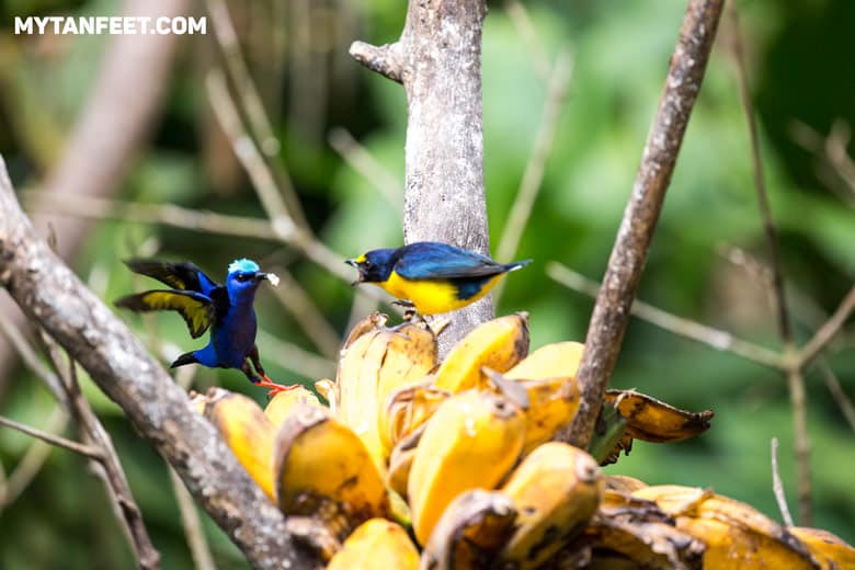 Birds at the breakfast area in Casitas Tenorio