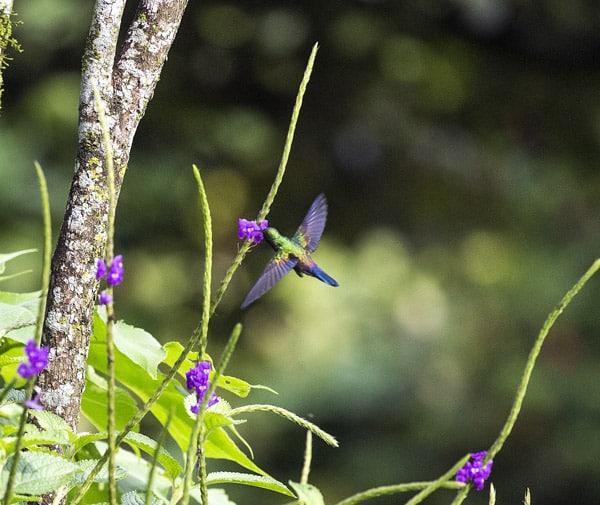 Finca Rosa Blanca - Hummingbird