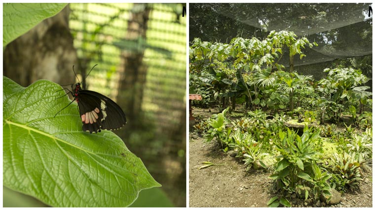 Hacienda Baru in Dominical - butterfly garden