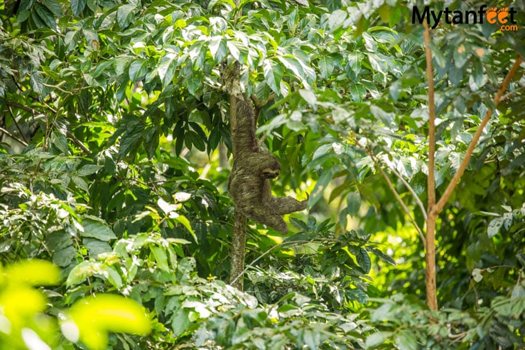 Hacienda Baru in Dominical - sloth in parking lot