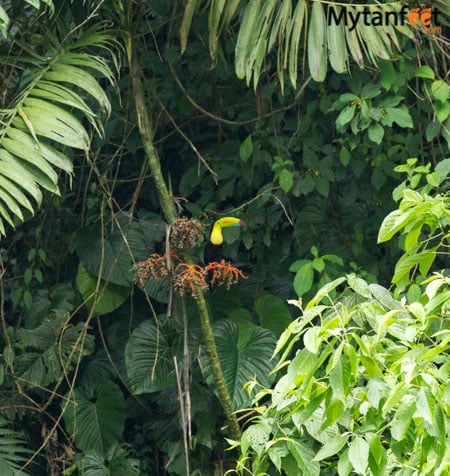 2 day white water rafting trip in Costa Rica at RIo Pacuare with Rios Tropicales: Keel Billed toucan