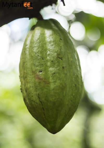 Chocolate Tour in Puerto Viejo