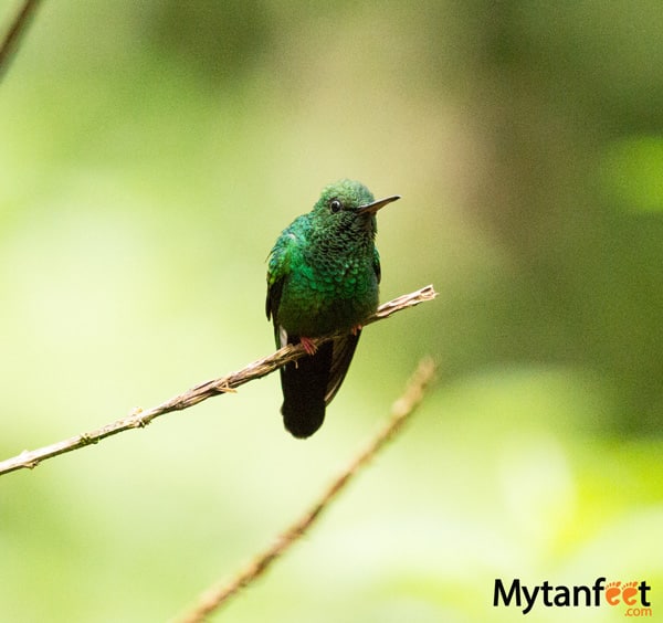 Rainforest Adventures Costa Rica Atlantic: Adventure & Nature