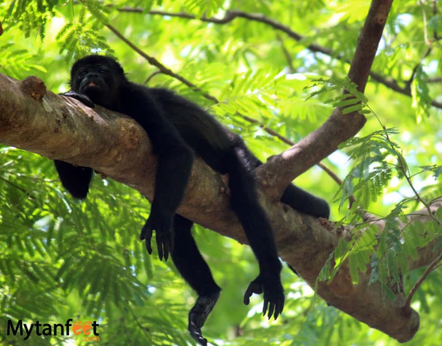 sleeping howler monkey