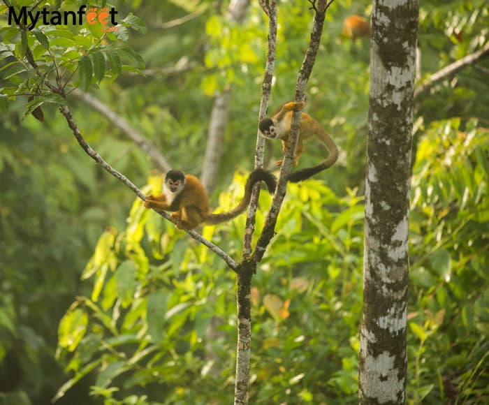 Squirrel monkeys