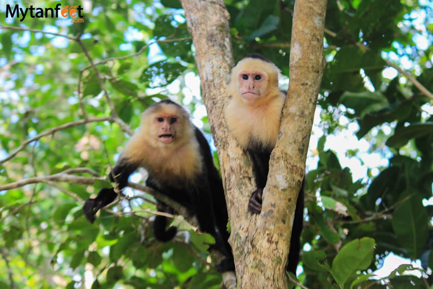 Where to See the Four Species of Monkeys in Costa Rica