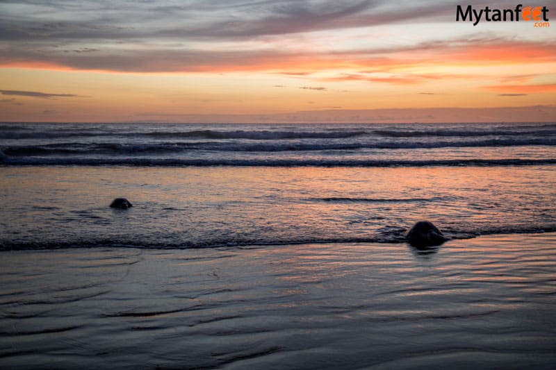 Ostional Wildlife Refuge - Female sea turtles on Playa Ostional Costa Rica