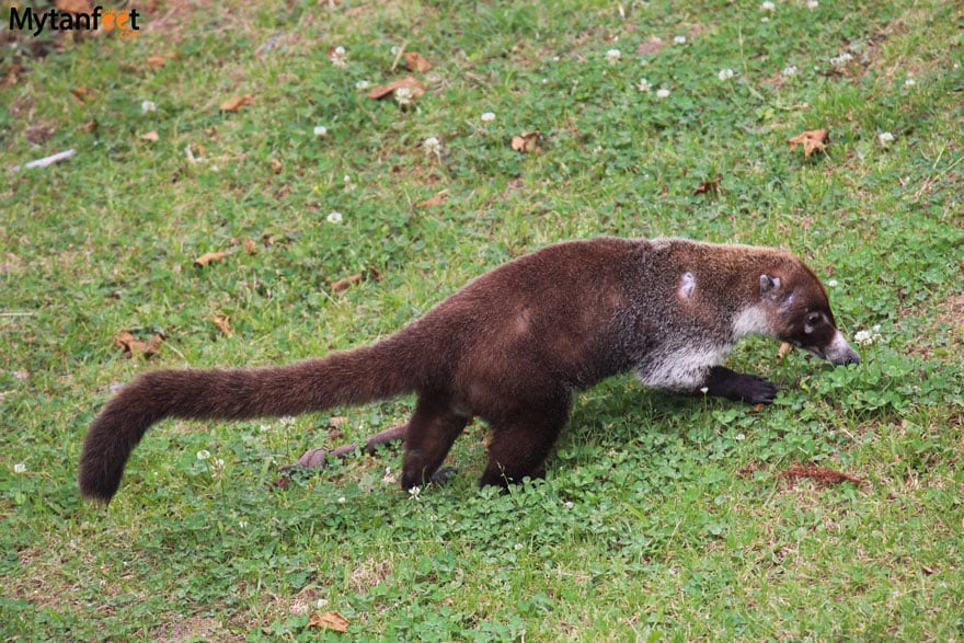 Sky adventures in Monteverde - coati