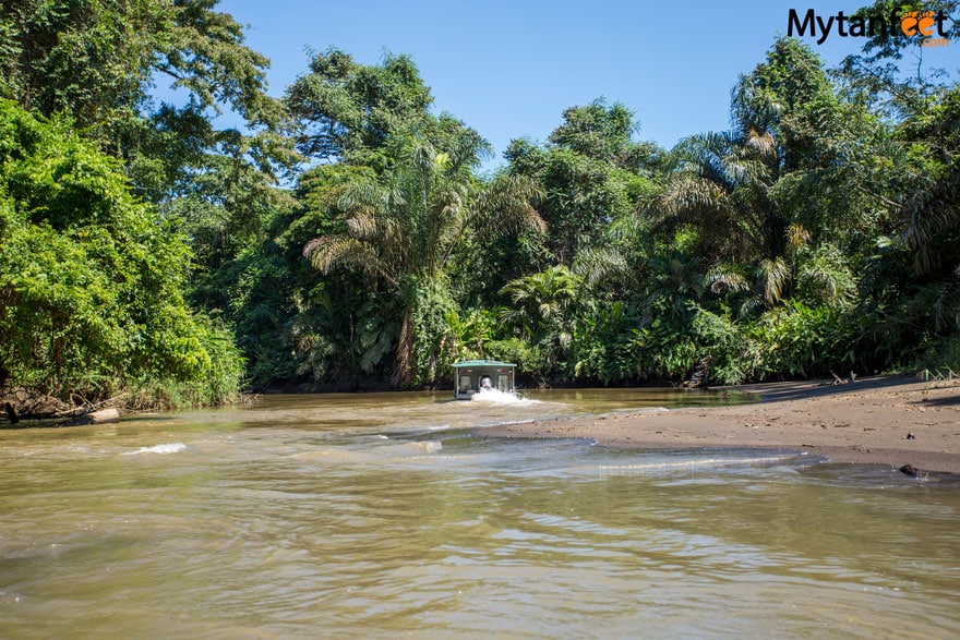 costa rica monkey tours - coast to coast tortuguero