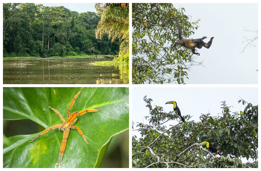 costa rica monkey tours - tortuguero coast to coast