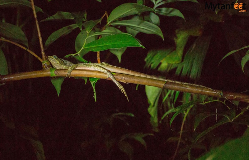 things to do in costa rica -Night walk