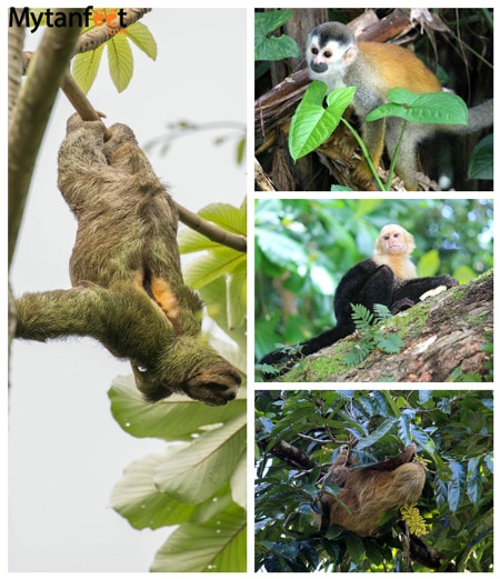 Manuel antonio national park wildlife